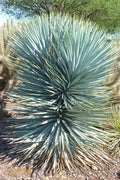  Blue Sentry Yucca - 7 Gallon Pot