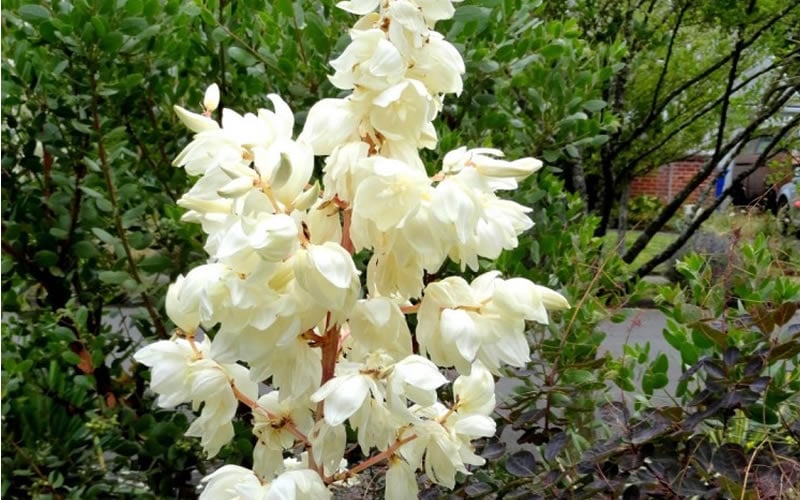  Color Guard Yucca - 1 Gallon Pot
