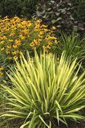  Color Guard Yucca - 6 Pack Of 1 Gallon Pots