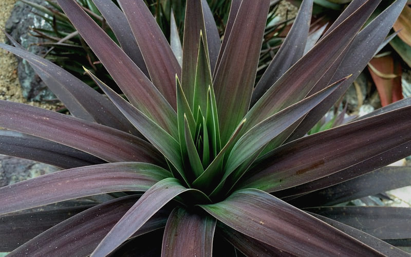  Blue Boy Yucca - 3 Gallon Pot