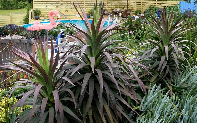  Blue Boy Yucca - 3 Gallon Pot