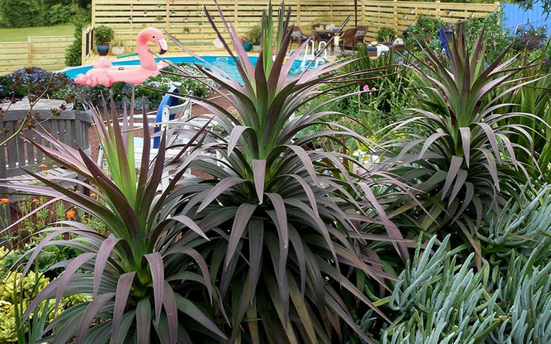  Blue Boy Yucca - 3 Gallon Pot