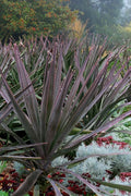  Magenta Magic Yucca - 3 Gallon Pot