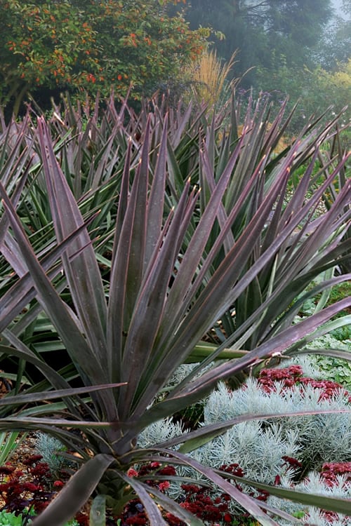  Magenta Magic Yucca - 1 Gallon Pot