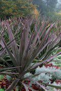  Magenta Magic Yucca - 1 Gallon Pot