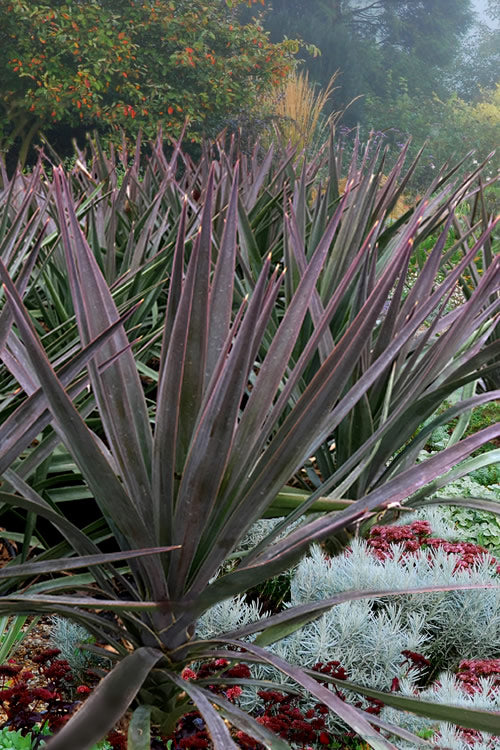  Magenta Magic Yucca - 1 Gallon Pot