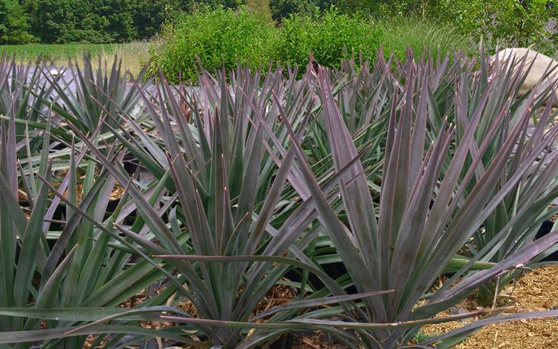  Magenta Magic Yucca - 1 Gallon Pot
