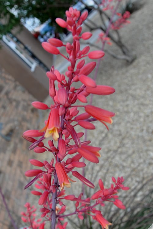  Red Yucca - 3 Gallon Pot