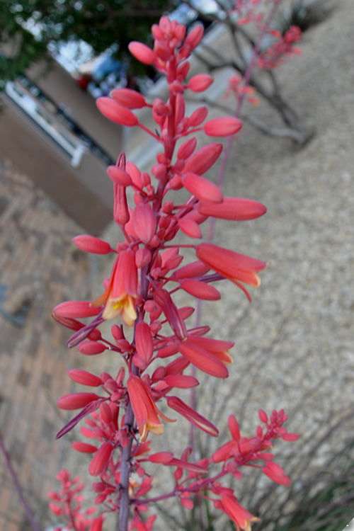  Red Yucca (Hesperaloe Parviflora) - 1 Gallon Pot