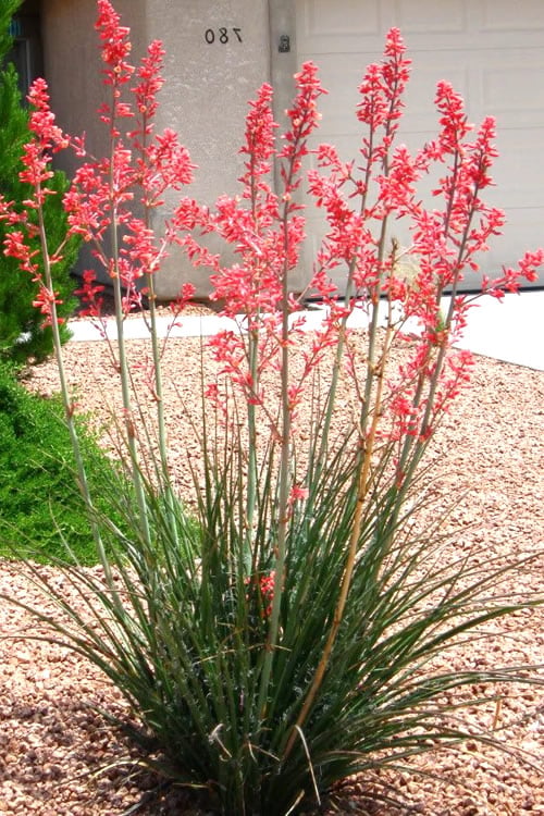  Red Yucca - 3 Gallon Pot