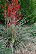  Red Yucca (Hesperaloe Parviflora) - 1 Gallon Pot