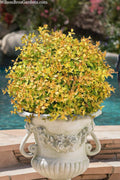  Funshine Abelia - 1 Gallon Pot