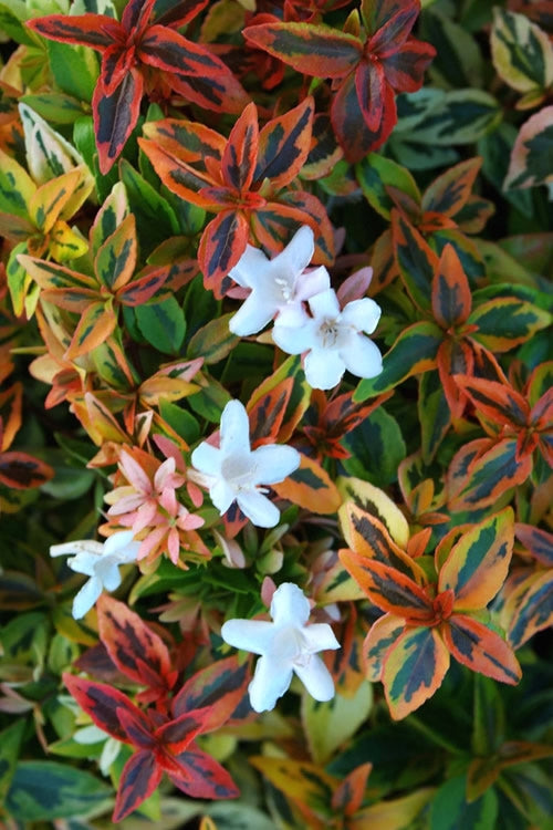  Kaleidoscope Dwarf Abelia - 2 Gallon Pot