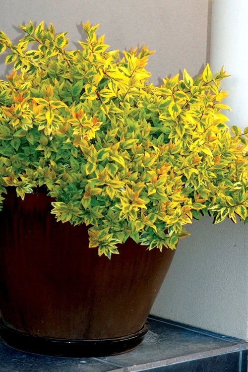  Kaleidoscope Dwarf Abelia - 2 Gallon Pot