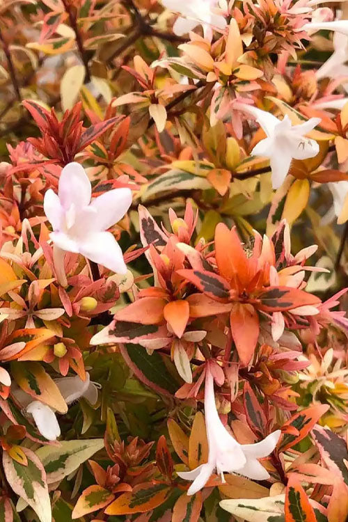  Suntastic Peach Dwarf Abelia - 3 Gallon Pot