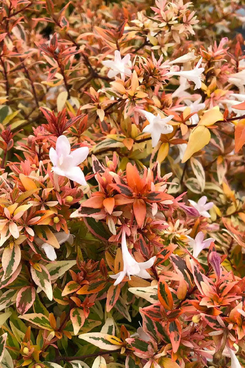  Suntastic Peach Dwarf Abelia - 3 Gallon Pot
