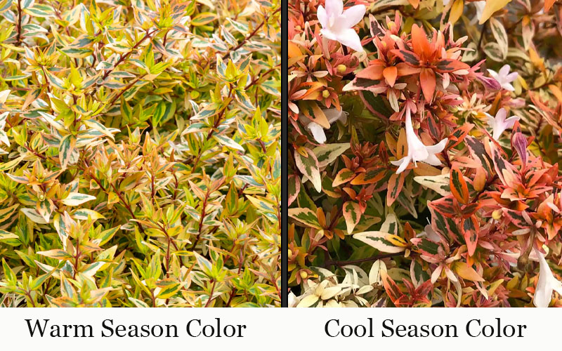  Suntastic Peach Dwarf Abelia - 1 Gallon Pot