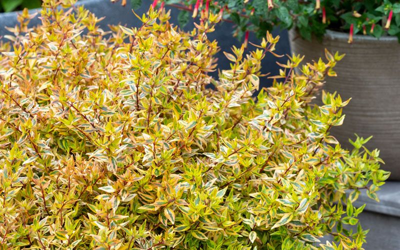  Suntastic Peach Dwarf Abelia - 3 Gallon Pot