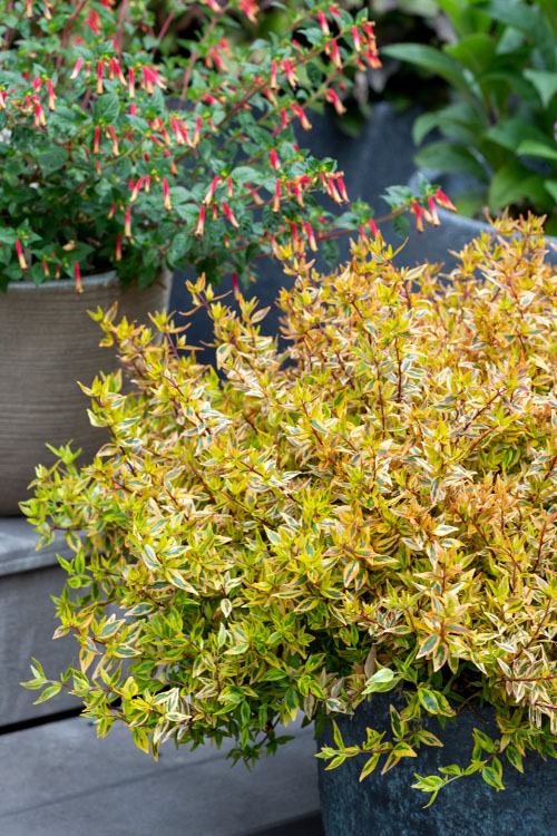  Suntastic Peach Dwarf Abelia - 3 Gallon Pot