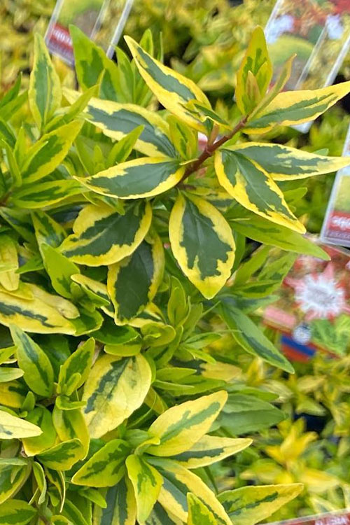  Suntastic Peach Dwarf Abelia - 1 Gallon Pot