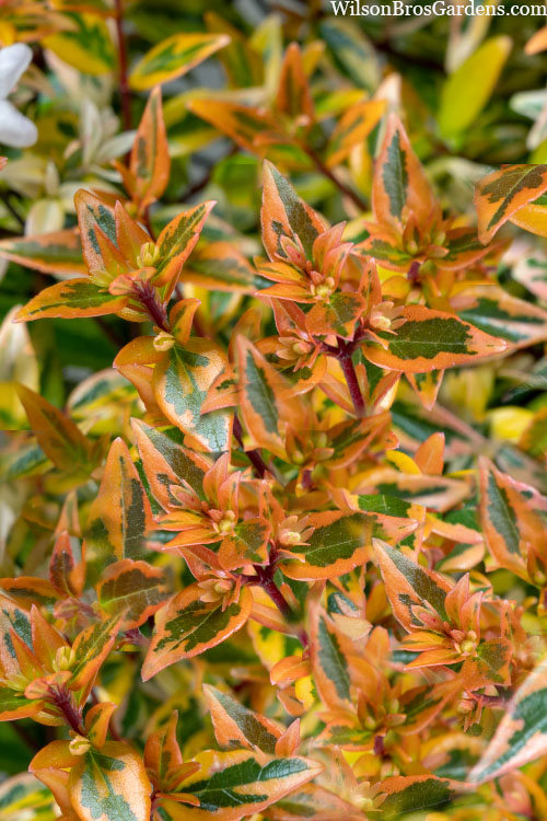  Suntastic Peach Dwarf Abelia - 1 Gallon Pot