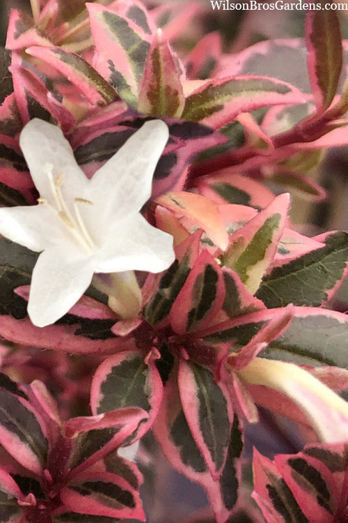  Suntastic Pink Dwarf Abelia - 2 Gallon Pot