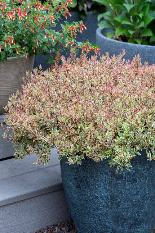  Suntastic Pink Dwarf Abelia - 2 Gallon Pot