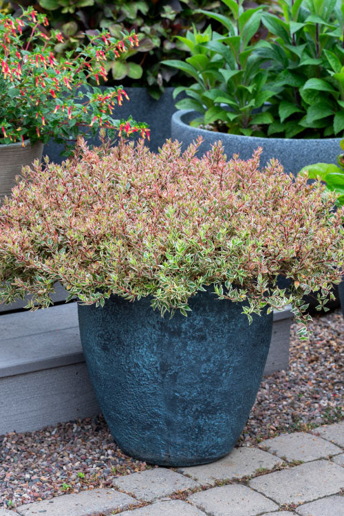  Suntastic Pink Dwarf Abelia - 2 Gallon Pot