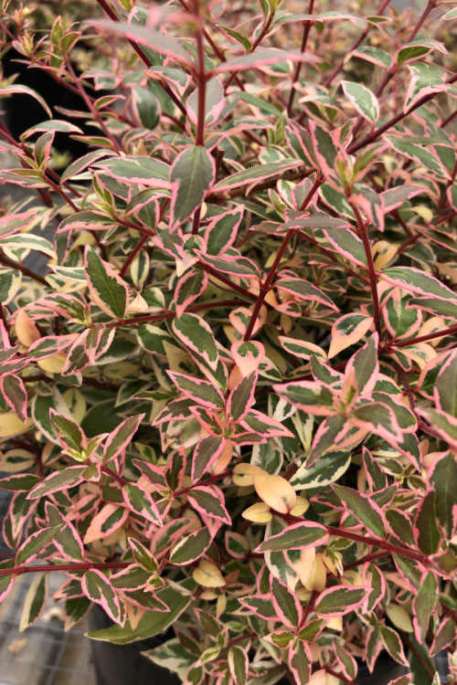  Suntastic Pink Dwarf Abelia - 2 Gallon Pot
