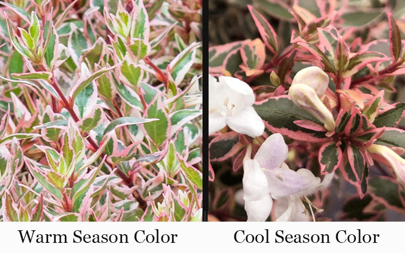  Suntastic Pink Dwarf Abelia - 2 Gallon Pot