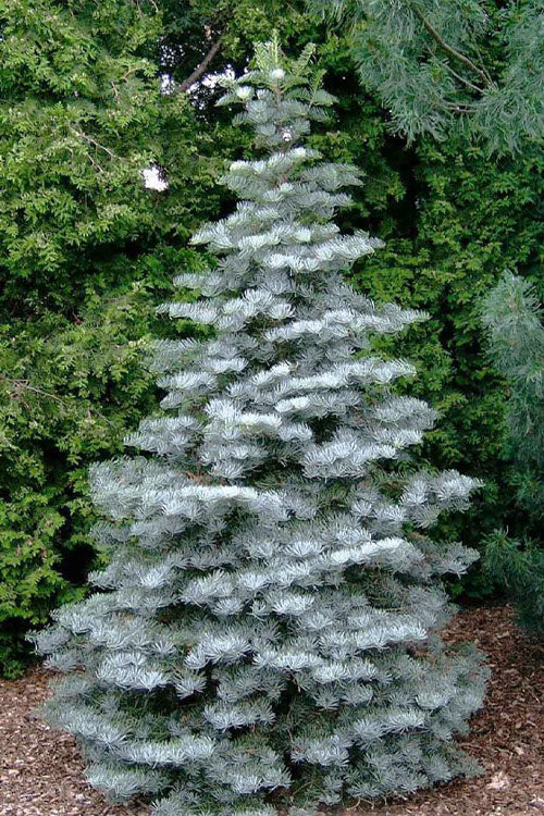  Archer's Dwarf White Fir - 1 Gallon Pot