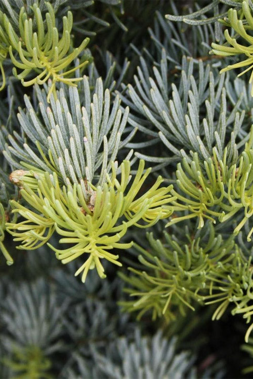  Archer's Dwarf White Fir - 1 Gallon Pot