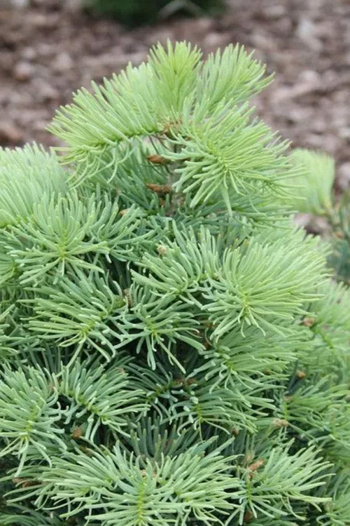  Eagle Point White Fir - 1 Gallon Pot