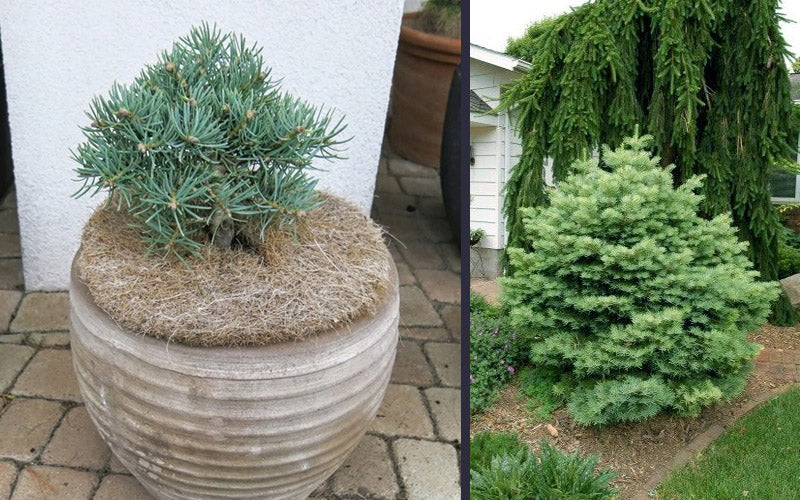  Eagle Point White Fir - 1 Gallon Pot