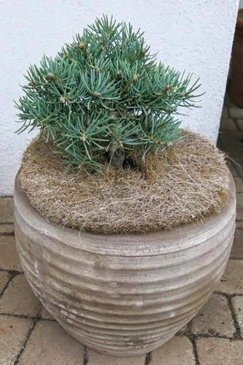  Eagle Point White Fir - 1 Gallon Pot