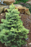  Eagle Point White Fir - 1 Gallon Pot