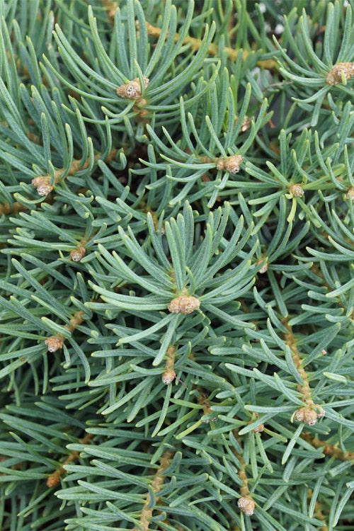  Eagle Point White Fir - 1 Gallon Pot