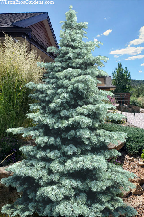  Swift Silver White Fir - 6 Gallon Pot