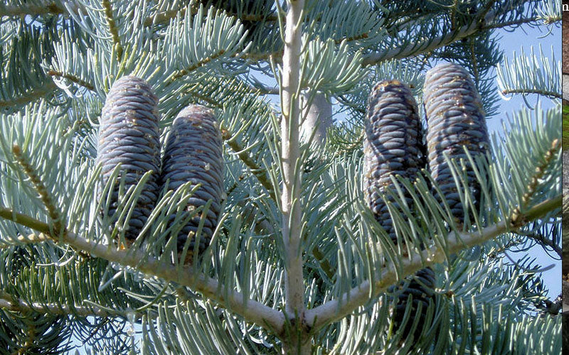  Swift Silver White Fir - 6 Gallon Pot