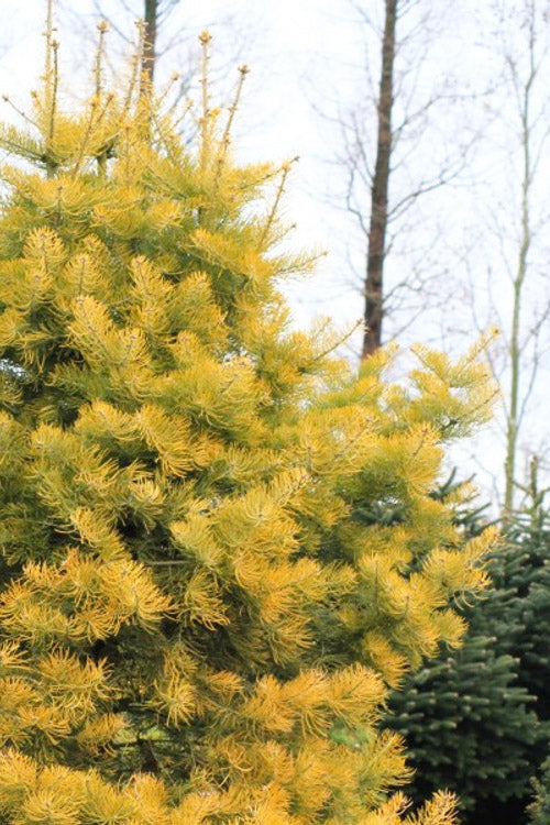  Wintergold White Fir (Abies Concolor) - 3 Gallon Pot