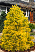  Wintergold White Fir (Abies Concolor) - 3 Gallon Pot