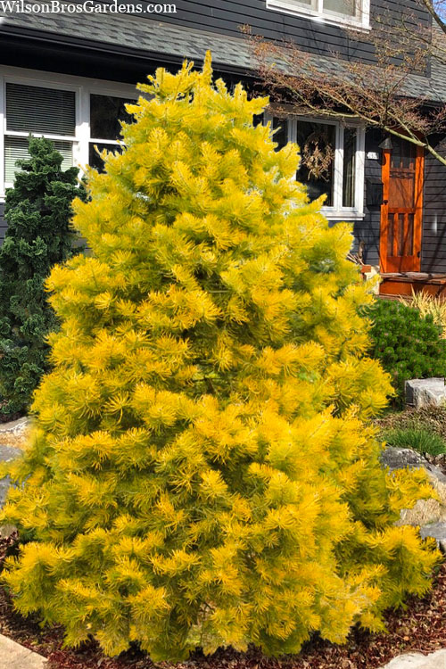  Wintergold White Fir (Abies Concolor) - 3 Gallon Pot