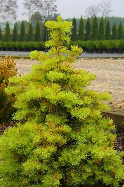  Wintergold White Fir (Abies Concolor) - 3 Gallon Pot