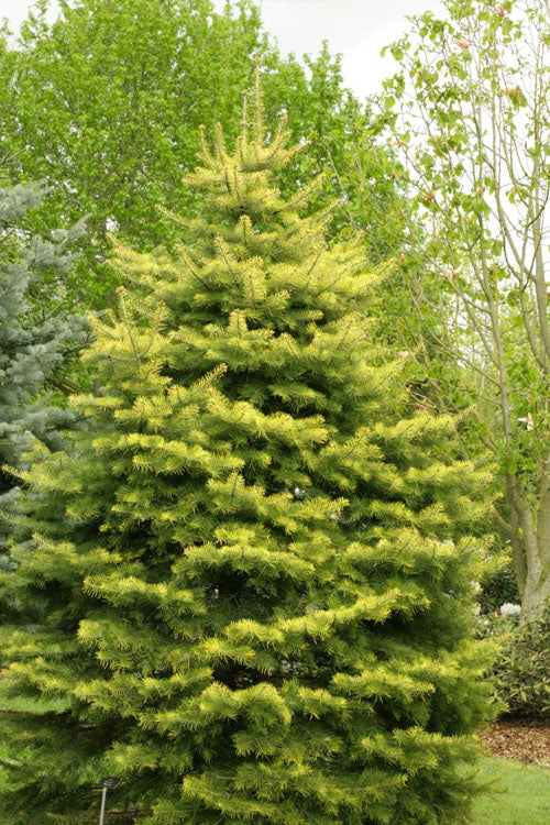  Wintergold White Fir (Abies Concolor) - 3 Gallon Pot