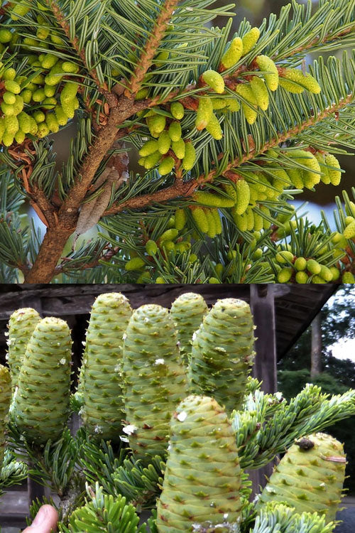  Japanese Momi Fir Tree - 6 Pack Of 1 Gallon Pots
