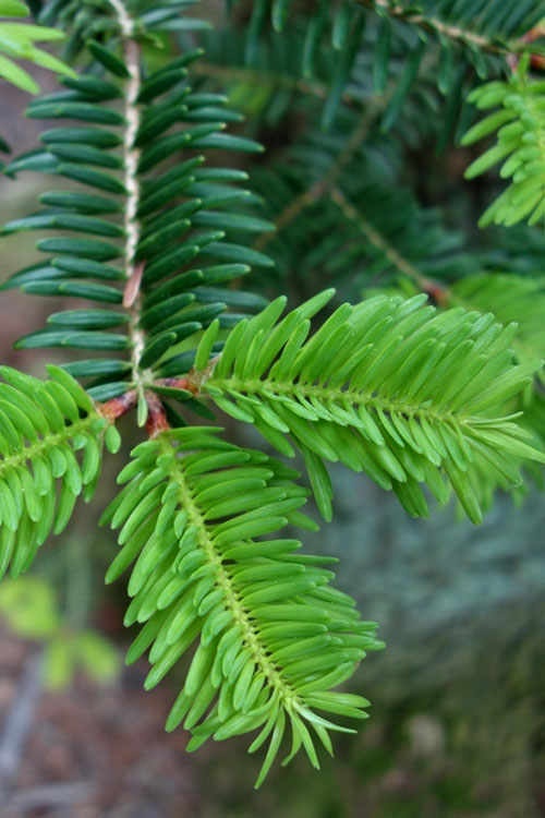  Japanese Momi Fir Tree - 3 Gallon Pot