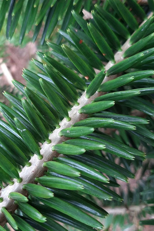  Japanese Momi Fir Tree - 6 Pack Of 1 Gallon Pots