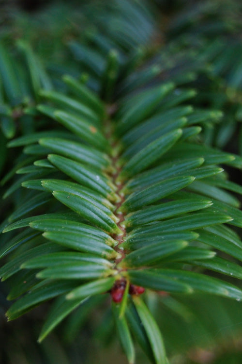  Japanese Momi Fir Tree - 2 Gallon Pot