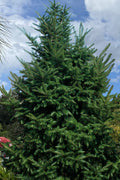  Japanese Momi Fir Tree - 3 Gallon Pot