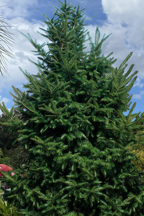  Japanese Momi Fir Tree - 3 Gallon Pot